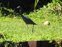 Blaureiher - Costa Rica