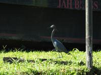 Blaureiher - Costa Rica
