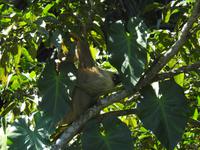 Faultier - Costa Rica