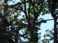 Brüllaffe - Costa Rica