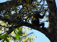 Brüllaffe - Costa Rica