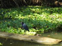 Blaureiher - Costa Rica