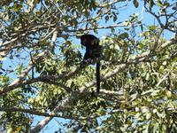 Brüllaffe - Costa Rica