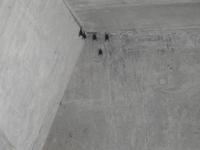 Fledermäuse - Costa Rica