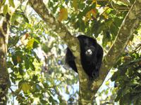 Brüllaffe - Costa Rica