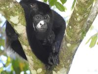 Brüllaffe - Costa Rica