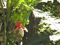 Bananen - Costa Rica