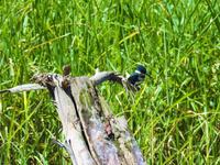Eisvogel - Costa Rica