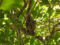 Faultier - Costa Rica