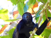 Brüllaffe - Costa Rica