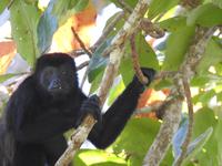 Brüllaffe - Costa Rica