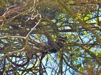 Waschbären - Costa Rica 