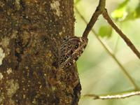 Mexiko - Chichen Itza