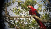 Ara, Fischerdorf Tarcoles, Costa Rica