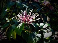 Blüte