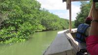 Bootsfahrt durch die Mangroven zur Vogelinsel, Ecuador