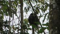 Brüllaffe, Pacoche Lodge, Ecuador