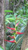 Helikonie, Pacoche Lodge, Ecuador