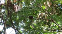 Kolibrinest im Carara Nationalpark, Costa Rica