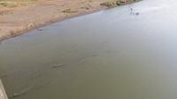 Krokodile im Fluss, Costa Rica