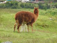 Lama mit Kind