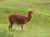 Lama mit Kind