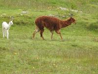 Lama mit Kind