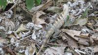 Leguan im Carara Nationalpark, Costa Rica