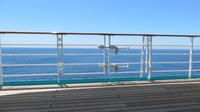 MS Amadea auf See