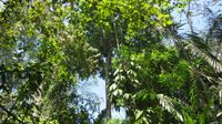Mahagonibaum im Carara Nationalpark, Costa Rica