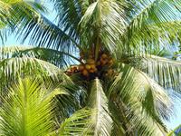 Palme - Costa Rica