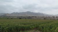 Pisco Tal, Peru