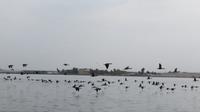 Vögel im Hafen von Paracas, Peru