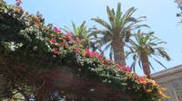 sommerliche Blütenpracht in Antofagasta, Chile