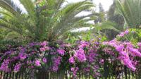 sommerliche Blütenpracht in Santiago de Chile