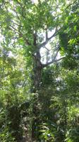 wilder Cashewbaum im Carara Nationalpark, Costa Rica