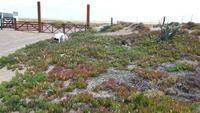 10_Puerto Madryn; Ausflug Halbinsel Valdes (15)