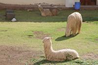 Peru: Cusco - Stadtrundgang