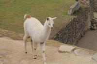 Peru: Machu Pichu