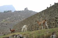 Peru: Machu Pichu