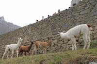 Peru: Machu Pichu
