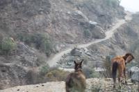 Peru: Zugfahrt von Aguas Calientes nach Ollantaytambo