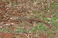 Argentinien: Iguazu Wasserfälle