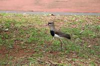 Argentinien: Iguazu Wasserfälle