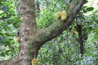 Brasilien: Rio de Janeiro - Zuckerhut