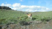 Guanko im Nationalpark Torres del Paine