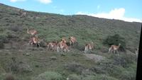 Guanakos im Torres del Paine