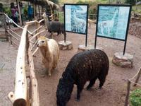 047_Awanakancha Lama Park