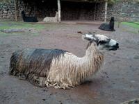 048_Awanakancha Lama Park