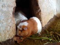 053_Meerschwein in Lomay (1)